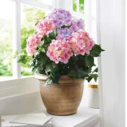 Kunstpflanze "Hortensie" im goldenen Topf, 55 cm hoch, künstliche Hortensien, Dekopflanze, Topfpflanze