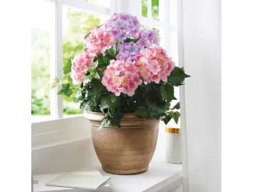 Kunstpflanze "Hortensie" im goldenen Topf, 55 cm hoch, künstliche Hortensien, Dekopflanze, Topfpflanze