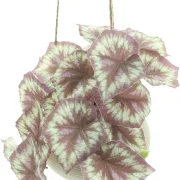 Kunstpflanze "Königsbegonie" im Hängetopf, Kunststoff, Keramik, Jute, Höhe 17 cm, Topf Ø 13 x 9 cm